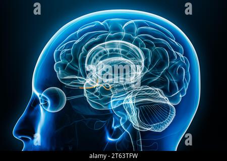 Olfactory nerve x-ray view 3D rendering illustration. Human brain and ...