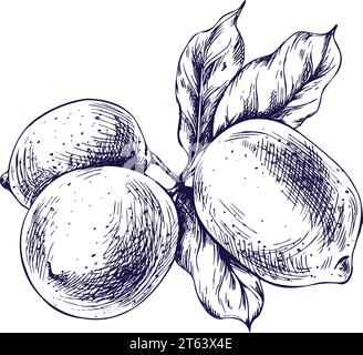 Lemons juicy, ripe with leaves, flower buds on the branches, whole and slices. Graphic botanical illustration hand drawn in blue ink. Isolated object Stock Vector