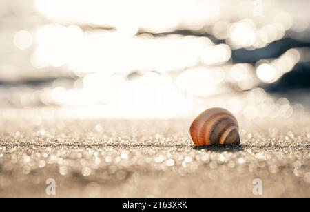 Big seashell on the sand on the beach in the back-light of sunset, background, close up Stock Photo