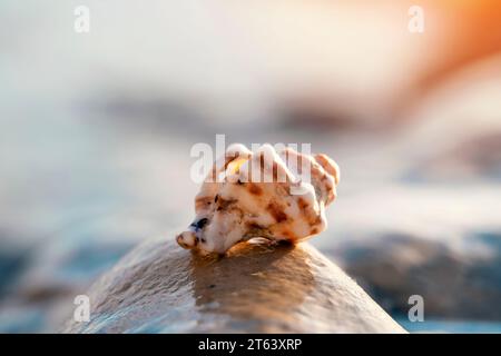 Big seashell on the sand on the beach in the back-light of sunset, background, close up Stock Photo