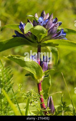 Cross gentian, star gentian (Gentiana cruciata) growing in Jura mountain and prealps Stock Photo