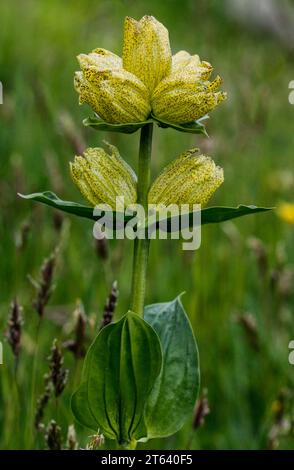 Spotted gentian (Gentiana punctata), growing in the prealps Stock Photo
