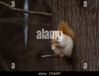 White squirrel (leucistic red squirrel) sitting on a branch eating in the forest in autumn Stock Photo
