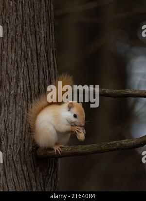 White squirrel (leucistic red squirrel) sitting on a branch eating in the forest in autumn Stock Photo