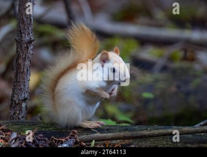 White squirrel (leucistic red squirrel) sitting on a branch eating in the forest in autumn Stock Photo