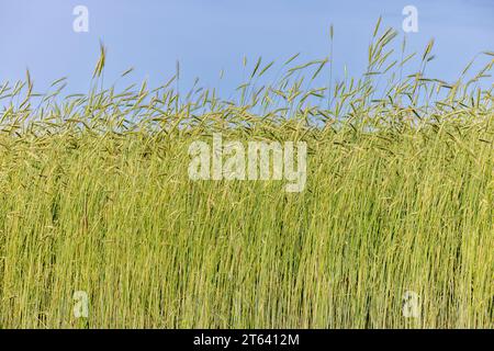 detail of tall grass with a blue sky Stock Photo