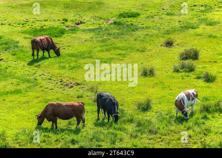 Middelfart Little Belt walking path cattle, Denmark Stock Photo