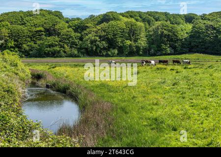 Middelfart Little Belt walking path cattle, Denmark Stock Photo