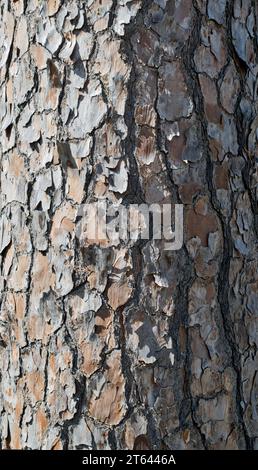 Bald Cypress tree trunk (Taxodium distichum) full frame image with textured bark patterns. Stock Photo