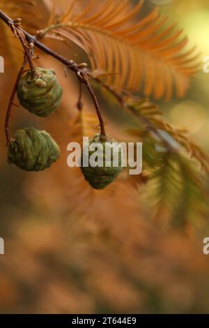 a close up of Metasequoia glyptostroboides, Dawn Redwood, Water Fir in the autumn garden Stock Photo