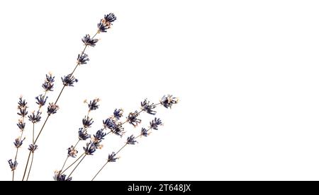 Dry lavender flowers isolated on white background, natural macro photo with selective focus Stock Photo