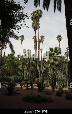Palm trees in Marrakesh and the atlas mountains Stock Photo