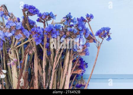 Dry flowers are in front of blue wall, close up photo with selective soft focus. Limonium sinuatum commonly known as wavyleaf sea lavender, statice, s Stock Photo