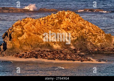 Hundreds of sea lions and seals on Shell Island, Simpson Reef Viewpoint ...