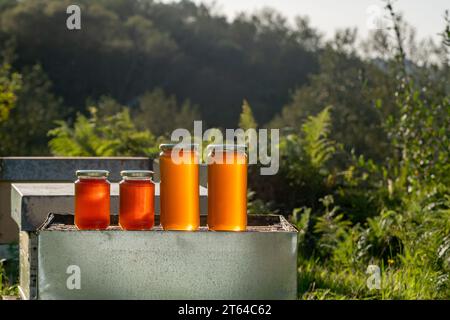 Four jars of organic honey, two large and two small, on a hive under the light of an autumn sunset Stock Photo
