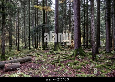 Forest in Vallorbe, Switzerland, Europe Stock Photo