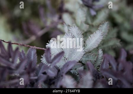 Close-up view of small grey leaves Stock Photo