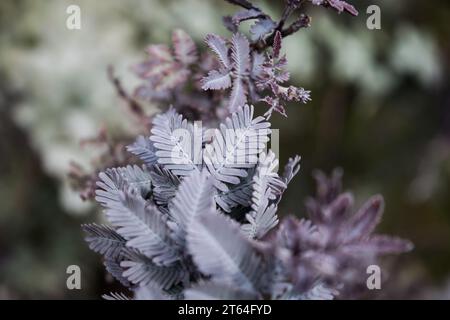 Close-up view of small grey leaves Stock Photo