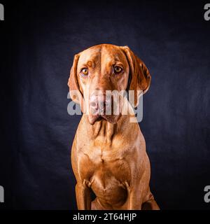 Hungrian Vizsla in the studio Stock Photo