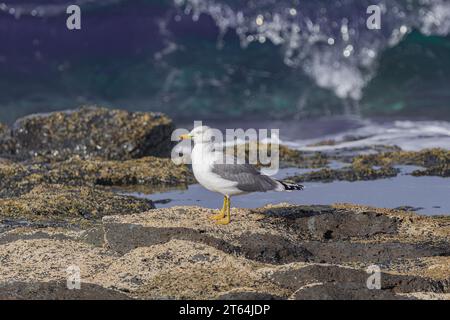 yellow-legged gull (Larus cachinnans atlantis), standing on rocks with moss, with sunset light, and Atlantic ocean waves background, Tenerife Stock Photo