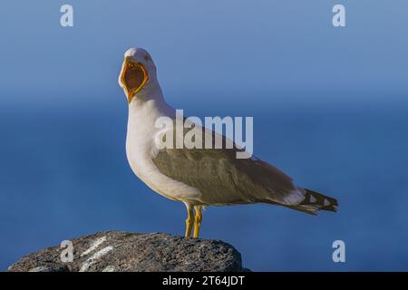 yellow-legged gull, (Larus cachinnans atlantis), squawking with beak wide open, standing on volcanic rock, with Atlantic ocean and horizon background Stock Photo