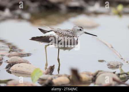 The marsh sandpiper (Tringa stagnatilis) is a small wader. It is a rather small shank, and breeds in open grassy steppe and taiga wetlands from easter Stock Photo