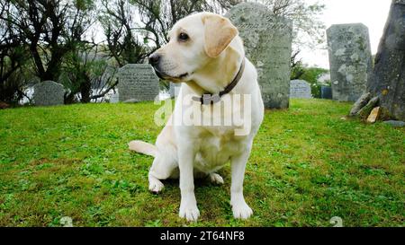 Yellow labrador retriever waiting patiently in a churchyard, Gunwalloe, Cornwall, UK - John Gollop Stock Photo