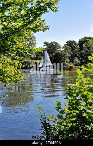 A lone yacht gently sailing on the River Thames at Shepperton on a late sunny  summers day, Surrey England UK Stock Photo