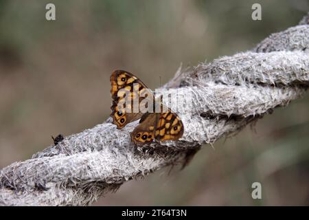 Butterfly, wall brown (Lasiommata megera), male, insect, close-up, open wings, Majorca, The wall fox is sitting on a rope and has opened its brown Stock Photo