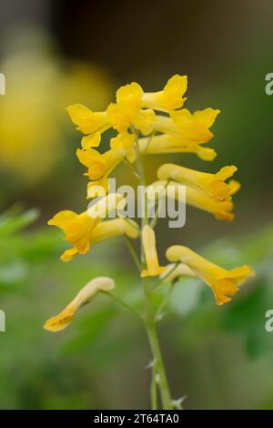 Rock corydalis (Pseudofumaria lutea), flowers, North Rhine-Westphalia, Germany Stock Photo