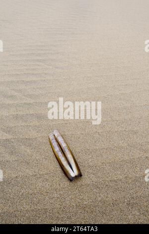Atlantic jackknife clam (Ensis directus), mussel shell on the beach, South Holland, Netherlands Stock Photo