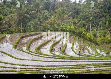 The magical rice terraces in the evening. Here you can see the unique facilities for rice cultivation. Water-filled training pool for rice Stock Photo