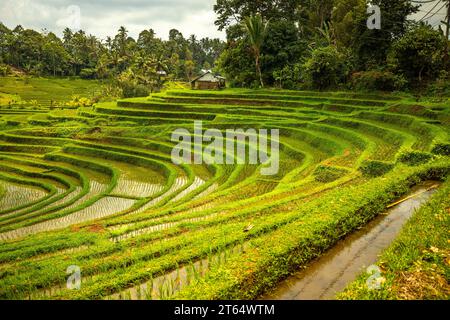 View of the rice terrace in Blimbing and Pupuan. Beautiful hilly fields in the tropical forest of Bali. Green terraces with a view of the landscape Stock Photo