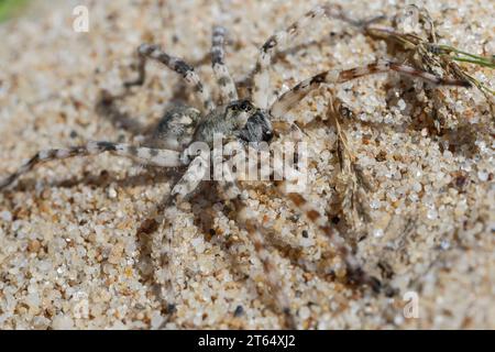 Sand-Wolfsspinne, Sand-Wolfspinne, Sandwolfsspinne, Sandwolfspinne, Flussuferwolfsspinne, Flussufer-Wolfsspinne, Flussuferwolfspinne, Flussufer-Wolfsp Stock Photo