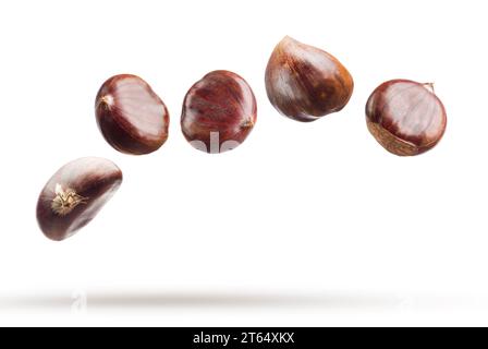 Falling chestnuts isolated on white background. Stock Photo