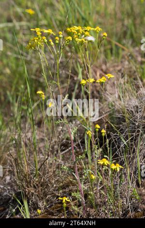 Frühlings-Greiskraut, Frühlingsgreiskraut, Greiskraut, Frühlingskreuzkraut, Frühlings-Kreuzkraut, Kreuzkraut, Senecio vernalis, Senecio leucanthemifol Stock Photo