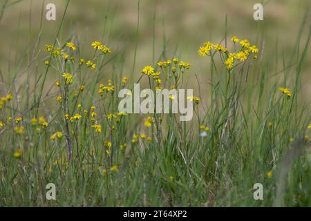 Frühlings-Greiskraut, Frühlingsgreiskraut, Greiskraut, Frühlingskreuzkraut, Frühlings-Kreuzkraut, Kreuzkraut, Senecio vernalis, Senecio leucanthemifol Stock Photo