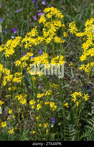 Frühlings-Greiskraut, Frühlingsgreiskraut, Greiskraut, Frühlingskreuzkraut, Frühlings-Kreuzkraut, Kreuzkraut, Senecio vernalis, Senecio leucanthemifol Stock Photo