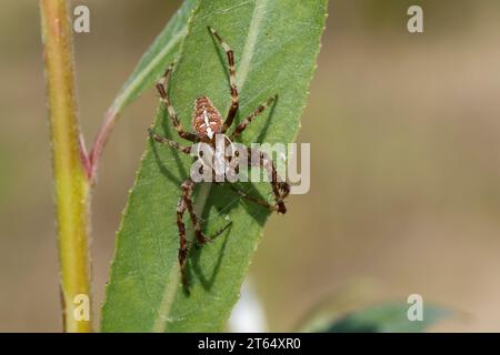Garten-Kreuzspinne, Gartenkreuzspinne, Gemeine Kreuzspinne, Araneus diadematus, cross orbweaver, European garden spider, garden spider, cross spider, Stock Photo