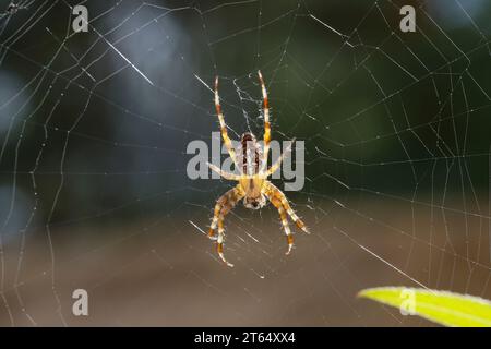Garten-Kreuzspinne, Gartenkreuzspinne, Gemeine Kreuzspinne, lauert im Netz, Spinnennetz, Radnetz, Araneus diadematus, cross orbweaver, European garden Stock Photo
