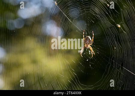 Garten-Kreuzspinne, Gartenkreuzspinne, Gemeine Kreuzspinne, lauert im Netz, Spinnennetz, Radnetz, Araneus diadematus, cross orbweaver, European garden Stock Photo