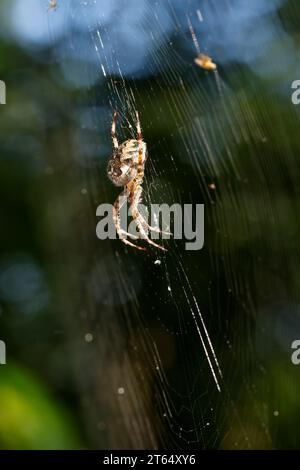 Garten-Kreuzspinne, Gartenkreuzspinne, Gemeine Kreuzspinne, lauert im Netz, Spinnennetz, Radnetz, Araneus diadematus, cross orbweaver, European garden Stock Photo