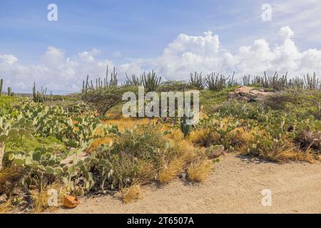 Beautiful vista of Aruba's desert landscape with cacti and other tropical flora, unique blend of arid beauty and exotic plant life. Stock Photo