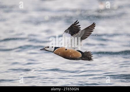Steller's eider (Polysticta stelleri), male in fluke, magnificent plumage, Batsfjord, Batsfjord, Varanger Peninsula, Finnmark, Northern Norway Stock Photo