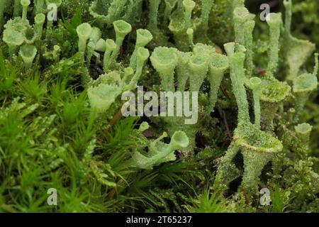 Cup lichen (Cladonia pyxidata), moss, group, detail, microcosm, macro, funnel-shaped, green, monochrome, cup lichen, Cladonia, Cladonia, crustose Stock Photo