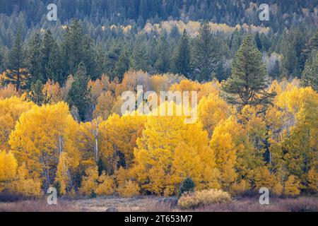 Vibrant Aspens in peak fall color in Hope Valley California Stock Photo
