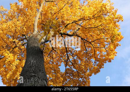 beautiful view into the crown of a young golden-yellow leafy oak tree   in front of a soft blue sky Stock Photo