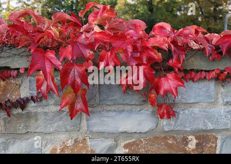 View of beautiful red-colored leaves of a Parthenocissus tricuspidata in front of a gray stone wall Stock Photo