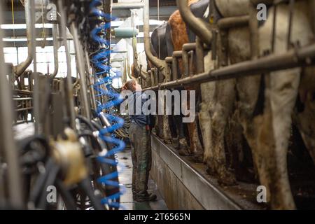 female herdsperson milking cows Stock Photo