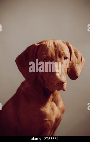 Headshot portrait of a magyar vizsla puppy Stock Photo